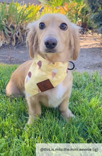 Load image into Gallery viewer, The Ice Cream Dog Bandana Collar
