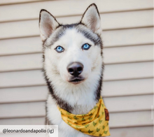 Load image into Gallery viewer, Medium yellow dog handkerchief collar
