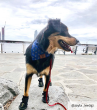 Load image into Gallery viewer, Blue dog bandana collar
