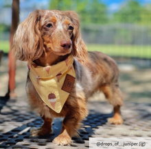 Load image into Gallery viewer, Ice cream dog collar
