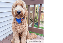 Load image into Gallery viewer, The Anchor Dog Bandana Collar
