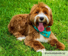 Load image into Gallery viewer, Medium dog bandana collar
