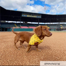 Load image into Gallery viewer, The Triple Banana Dog Bandana Collar
