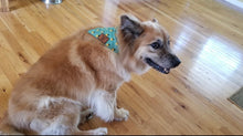 Load image into Gallery viewer, The Golden Pineapple Dog Bandana Collar
