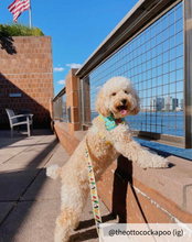 Load image into Gallery viewer, Medium green bandana collar
