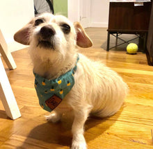 Load image into Gallery viewer, The Golden Pineapple Dog Bandana Collar
