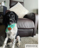 Load image into Gallery viewer, The Golden Pineapple Dog Bandana Collar
