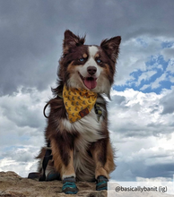 Load image into Gallery viewer, The Triple Banana Dog Bandana Collar
