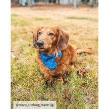 Load image into Gallery viewer, Small nautical dog bandana collar
