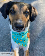 Load image into Gallery viewer, Dog pineapple bandana collar
