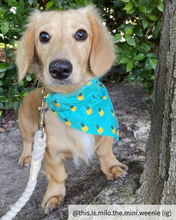 Load image into Gallery viewer, Small pineapple dog bandana collar
