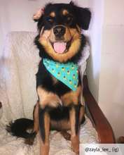 Load image into Gallery viewer, Medium pineapple dog bandana collar
