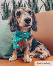 Load image into Gallery viewer, Small dog bandana collar
